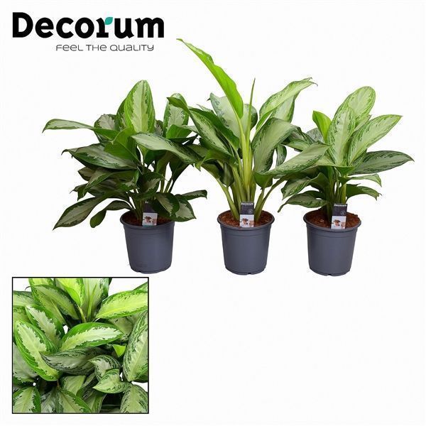 Горшечные цветы и растения оптом Aglaonema (decorum) от 1шт из Голландии с доставкой по России