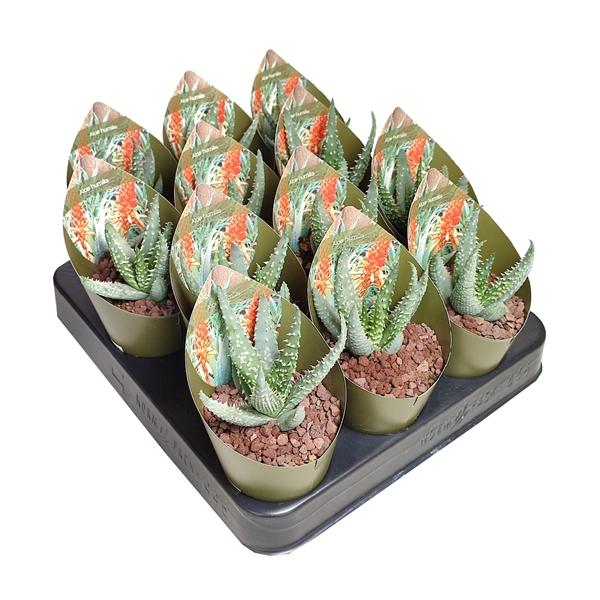 Горшечные цветы и растения оптом Aloe Humilis Potcover от 12шт (для телеги) из Голландии с доставкой по России