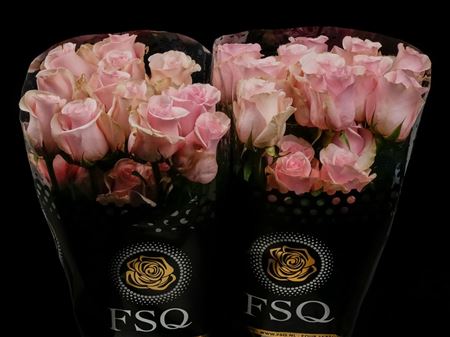 Срезанные цветы оптом Rosa ec titanic от 40шт из Голландии с доставкой по России