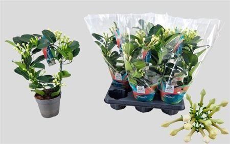 Горшечные цветы и растения оптом Stephanotis 7-8 Flowers от 6шт из Голландии с доставкой по России