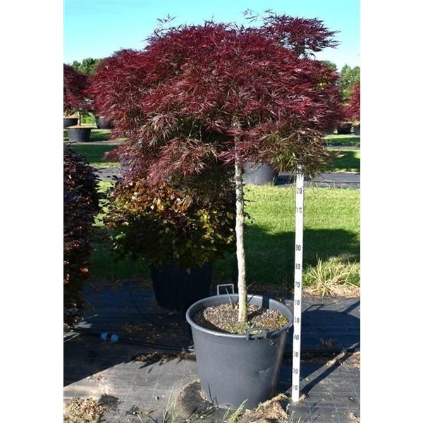 Горшечные цветы и растения оптом Acer Palm Stella Rossa от 1шт из Голландии с доставкой по России