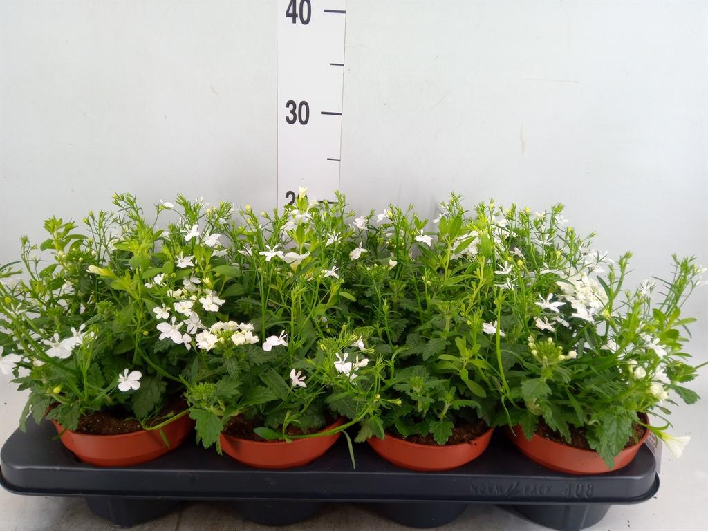 Горшечные цветы и растения оптом Perkplanten   ...mix /pot [bedding] от 8шт из Голландии с доставкой по России