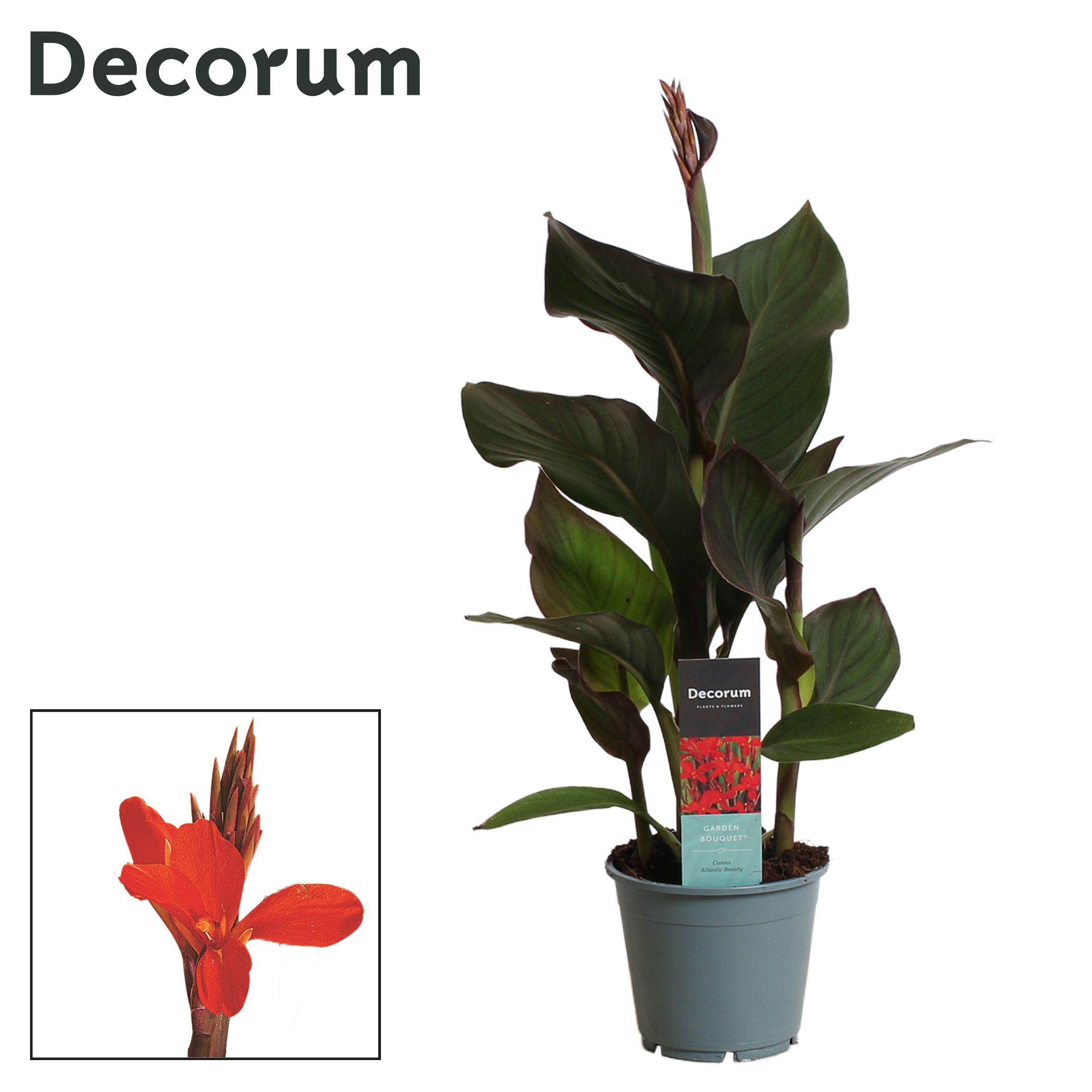 Горшечные цветы и растения оптом Canna Atlantic Beauty (decorum) от 7шт из Голландии с доставкой по России