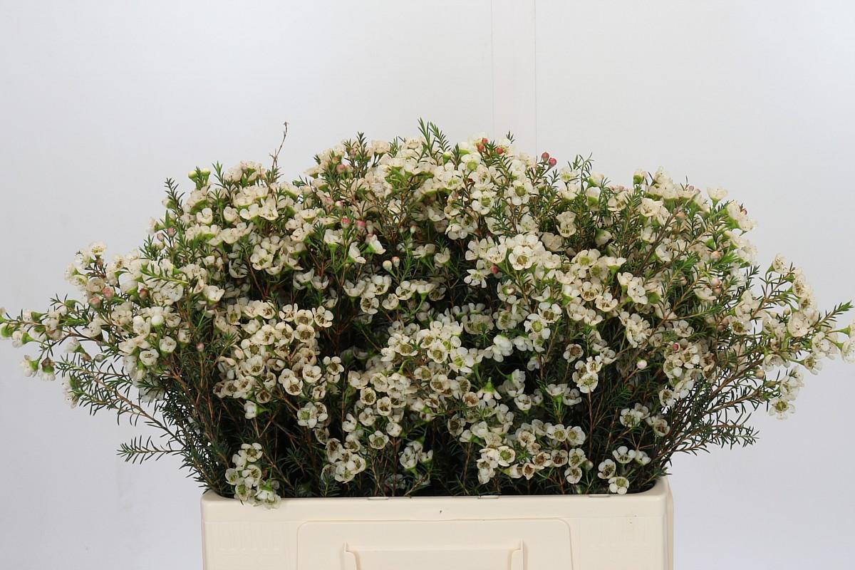 Срезанные цветы оптом Chamelaucium gil от 75шт из Голландии с доставкой по России