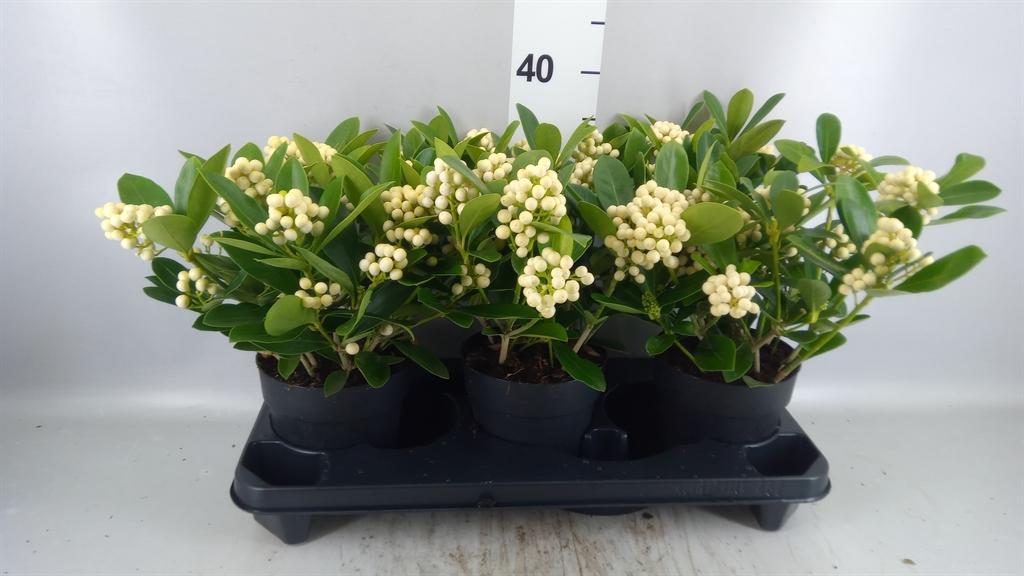 Горшечные цветы и растения оптом Skimmia Jap. oberries White от 3шт из Голландии с доставкой по России