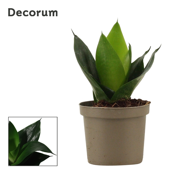 Горшечные цветы и растения оптом Sansevieria Hahnii Black Jade (decorum) от 18шт из Голландии с доставкой по России