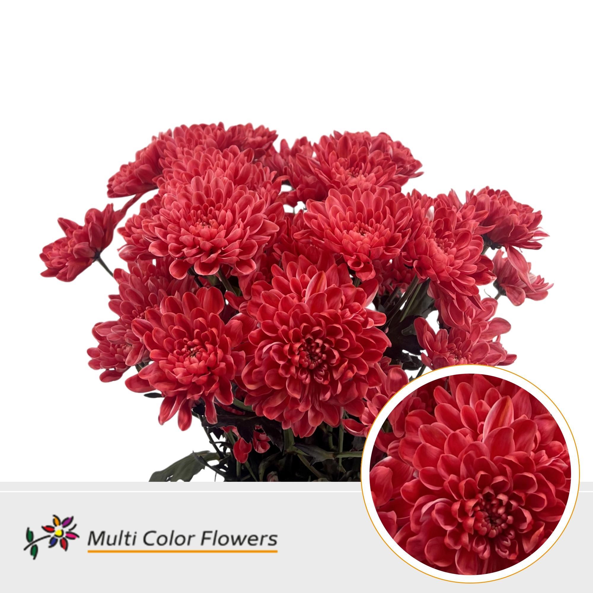 Срезанные цветы оптом Chrys sp paint altaj ruby red от 40шт из Голландии с доставкой по России