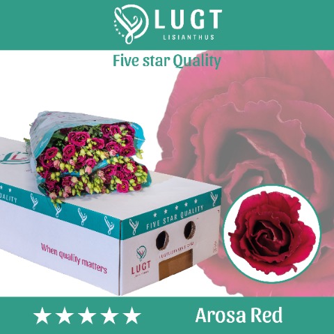 Срезанные цветы оптом Lisianthus do arosa red от 60шт. из Голландии с доставкой по России