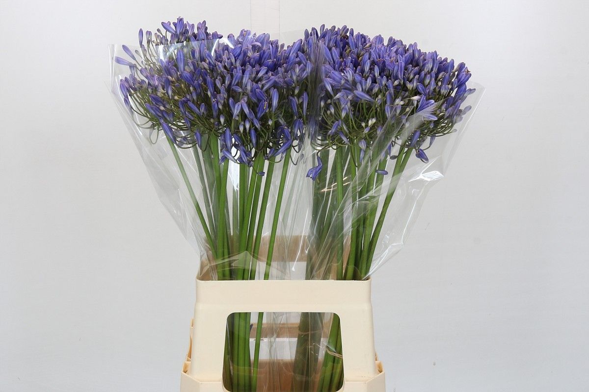 Срезанные цветы оптом Agapanthus blue heaven от 40шт из Голландии с доставкой по России