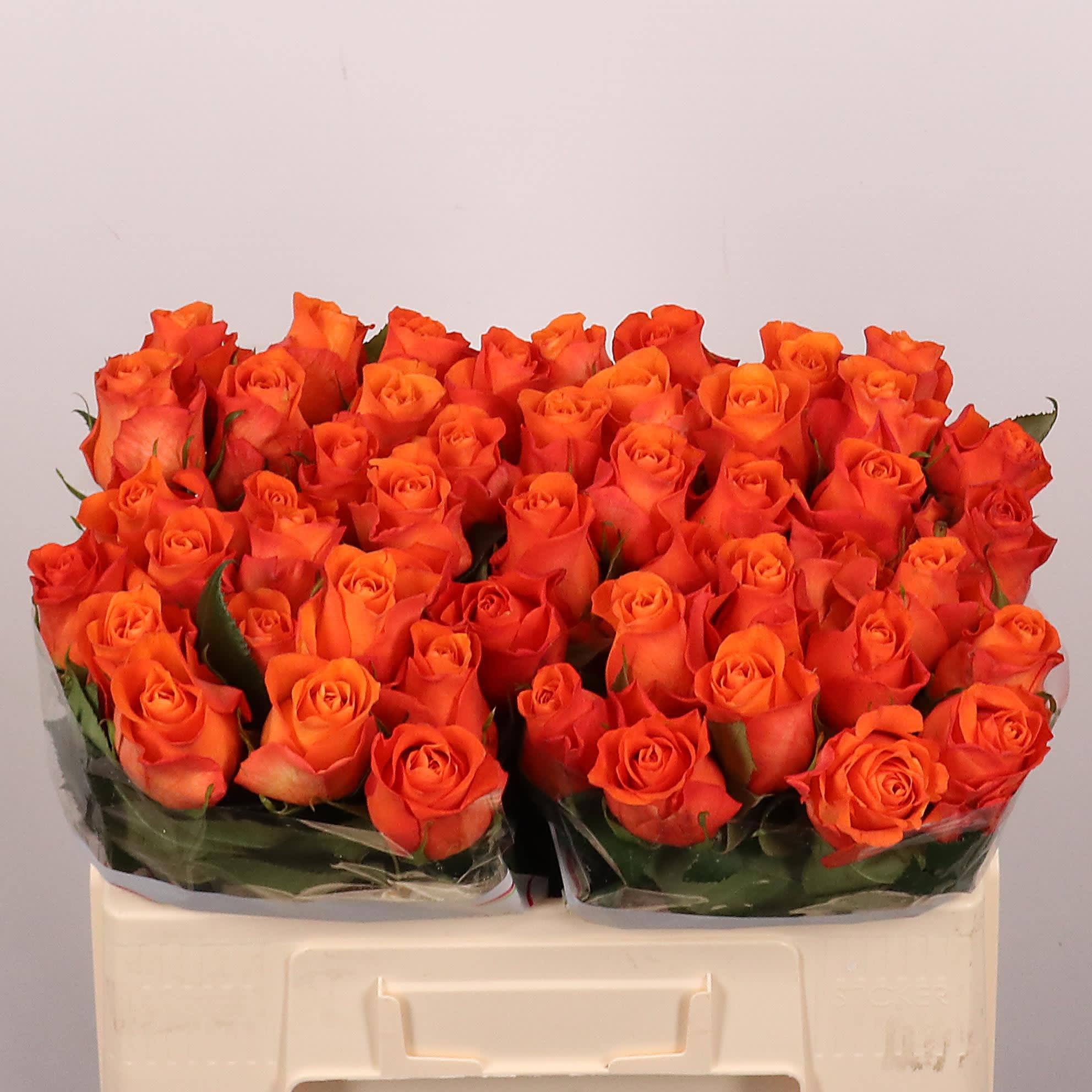 Срезанные цветы оптом Rosa large orange wave от 50шт из Голландии с доставкой по России