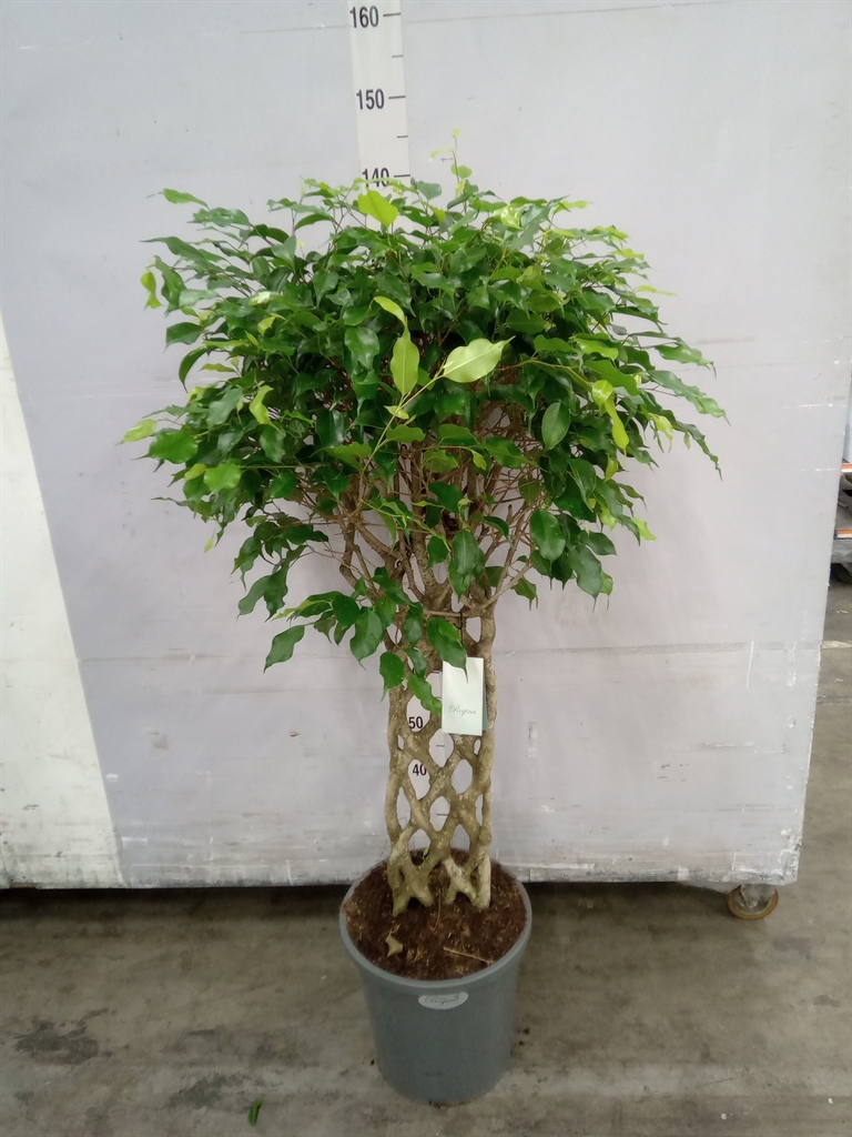 Горшечные цветы и растения оптом Ficus Benja.   ...special Shapes от 1шт из Голландии с доставкой по России