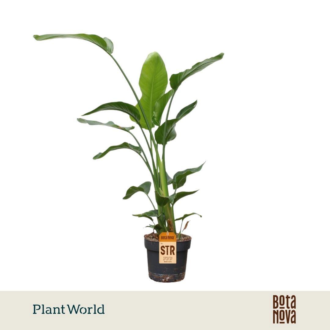 Горшечные цветы и растения оптом Strelitzia Nicolai 3pp 120-140cm от 1шт из Голландии с доставкой по России
