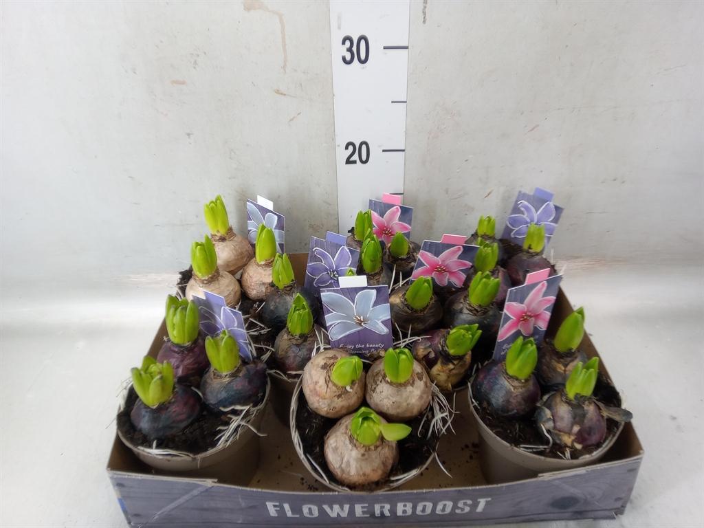 Горшечные цветы и растения оптом Hyacinthus Orie.   ...mix от 8шт из Голландии с доставкой по России