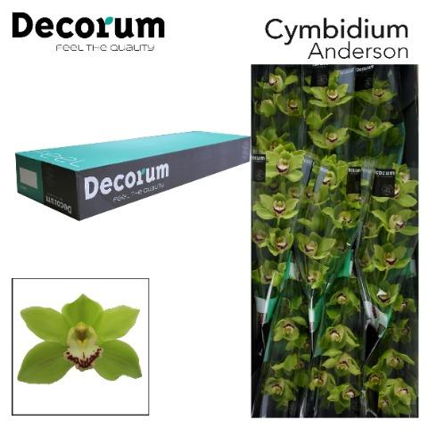 Срезанные цветы оптом Cymbidium green anderson от 10шт. из Голландии с доставкой по России
