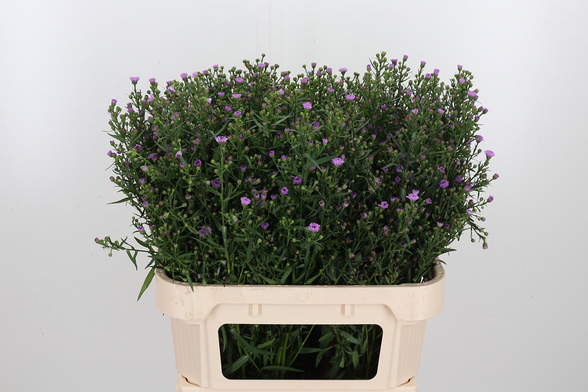 Срезанные цветы оптом Aster painted lady от 75шт из Голландии с доставкой по России