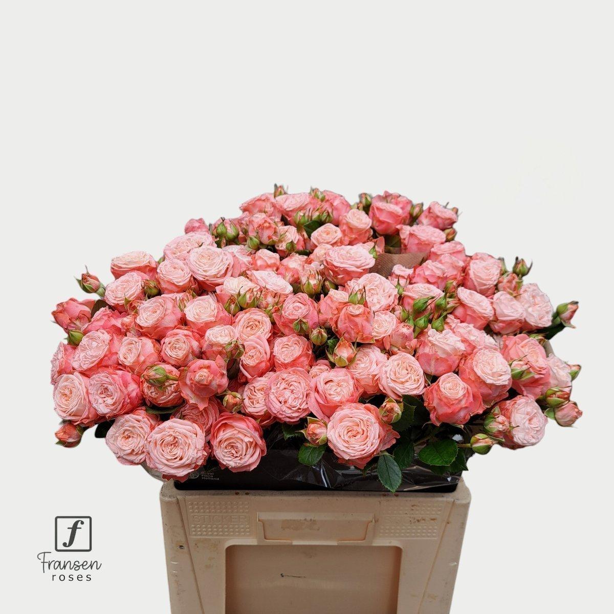 Срезанные цветы оптом Rosa spray first date от 30шт из Голландии с доставкой по России