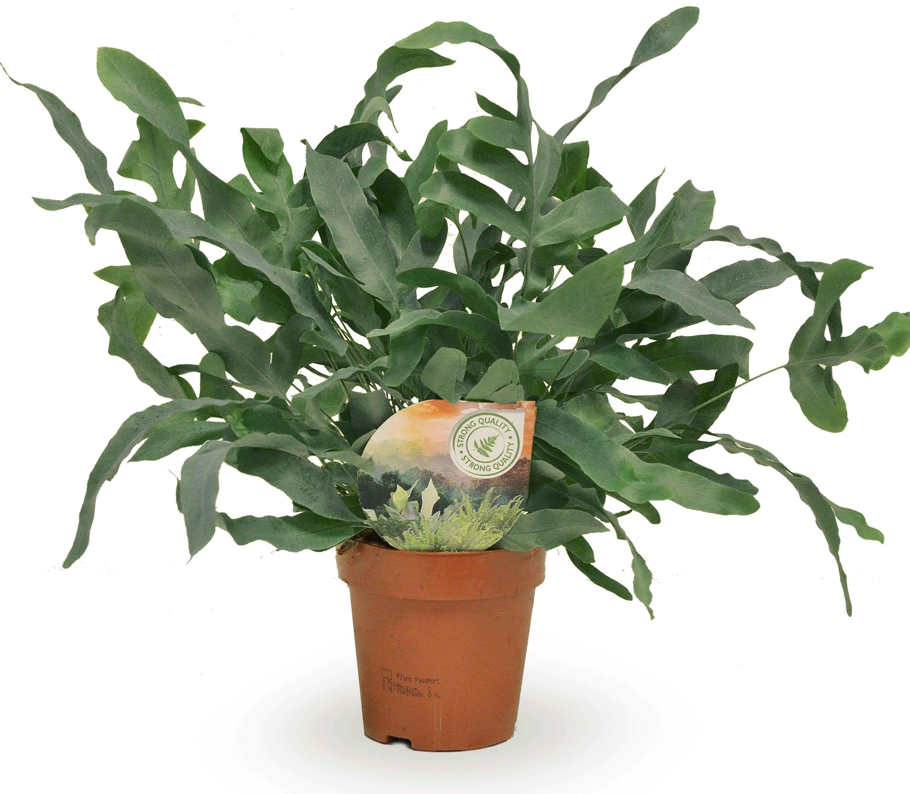 Горшечные цветы и растения оптом Phlebodium Blue Star от 10шт из Голландии с доставкой по России