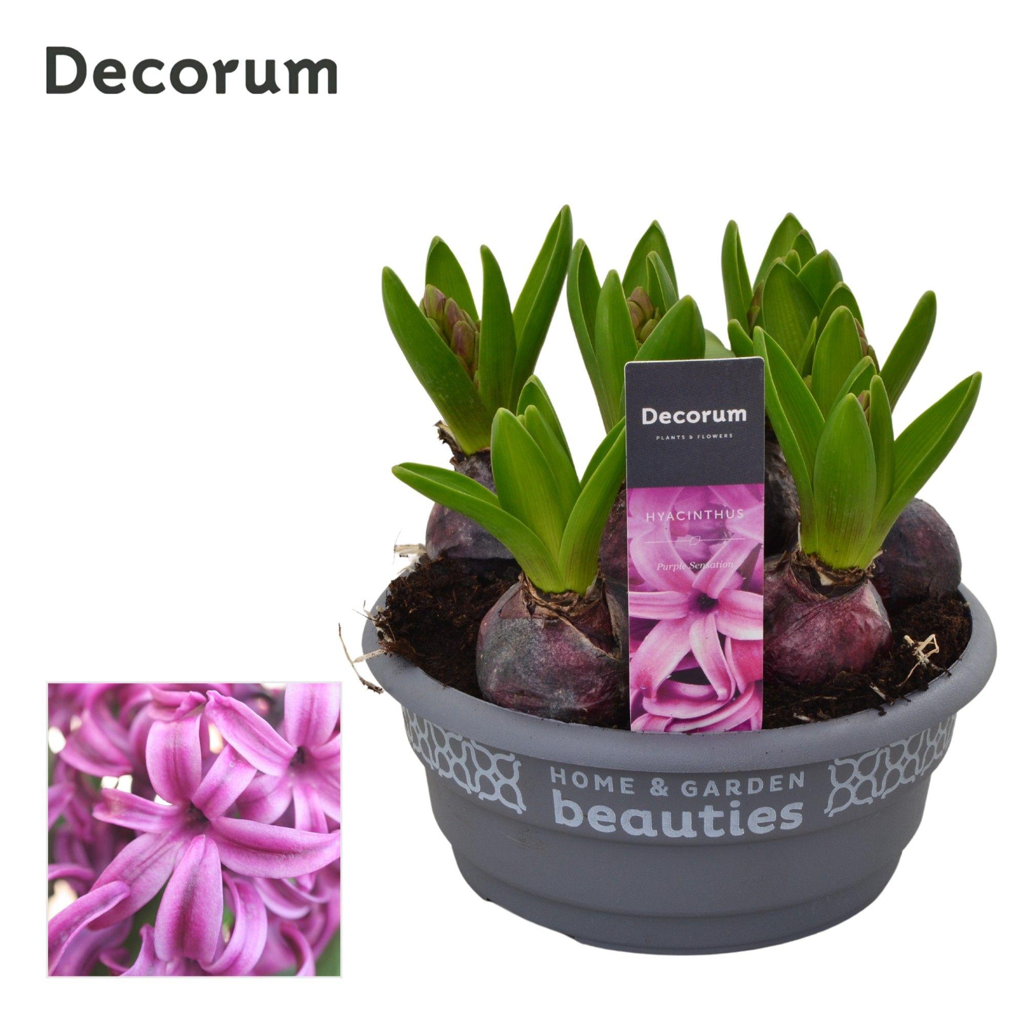 Горшечные цветы и растения оптом Hyacinthus Purple Sensation Bowl (decorum) от 7шт из Голландии с доставкой по России