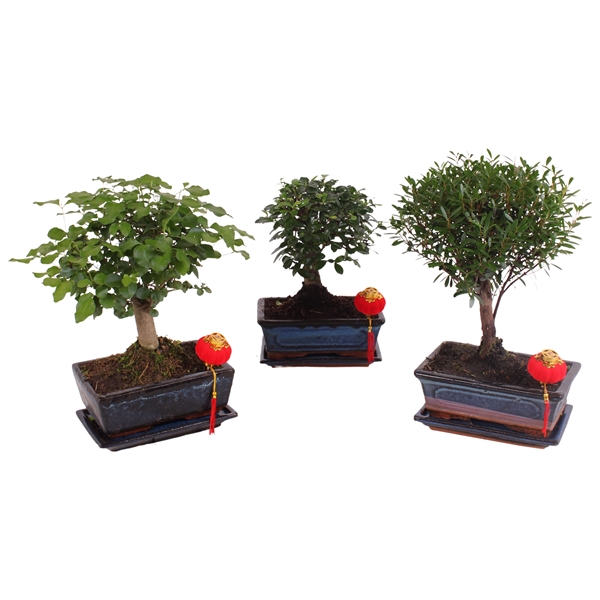 Горшечные цветы и растения оптом Bonsai Mix In Ceramic With Saucer Ball Sha от 6шт из Голландии с доставкой по России