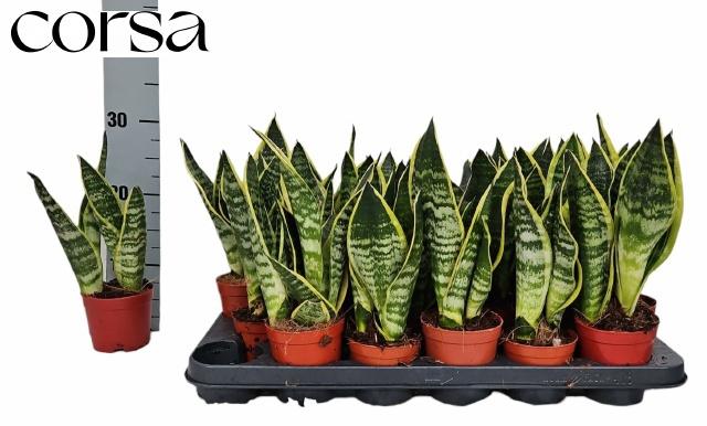 Горшечные цветы и растения оптом Sansev Futura Superb от 18шт (для телеги) из Голландии с доставкой по России