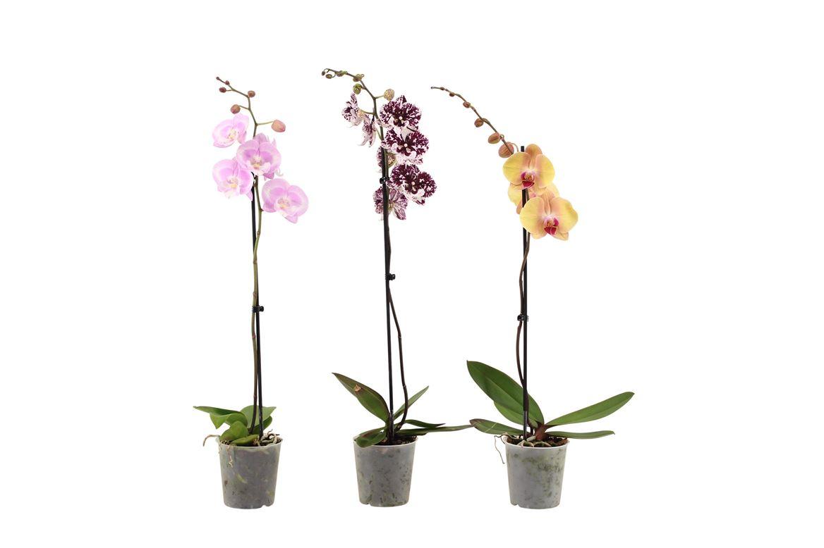 Горшечные цветы и растения оптом Phal 1st Mix Long 9+ (vg) от 10шт из Голландии с доставкой по России