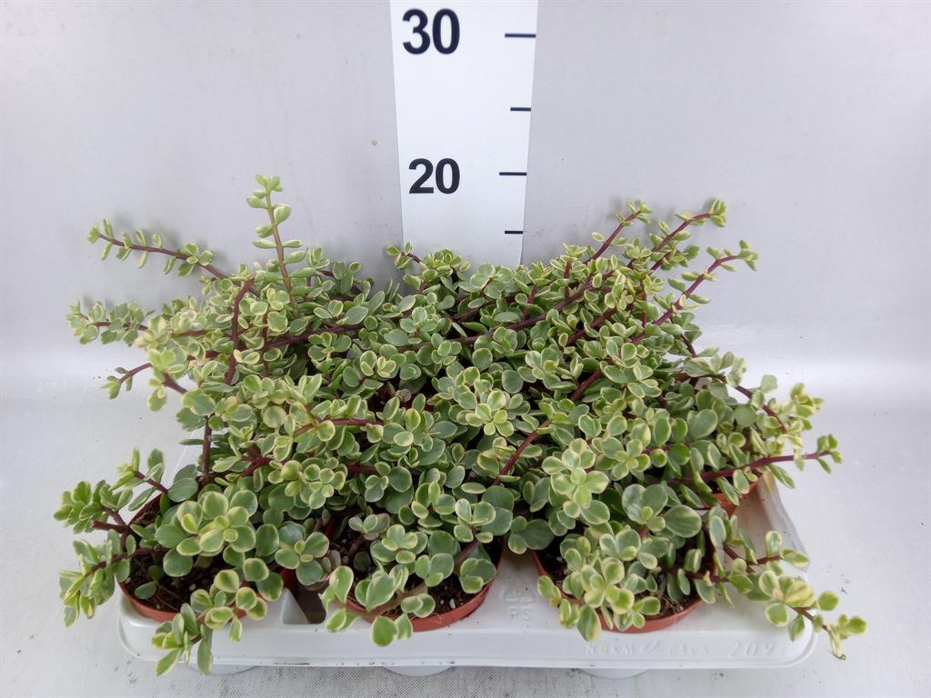 Горшечные цветы и растения оптом Portulacaria Afra variegata от 9шт из Голландии с доставкой по России
