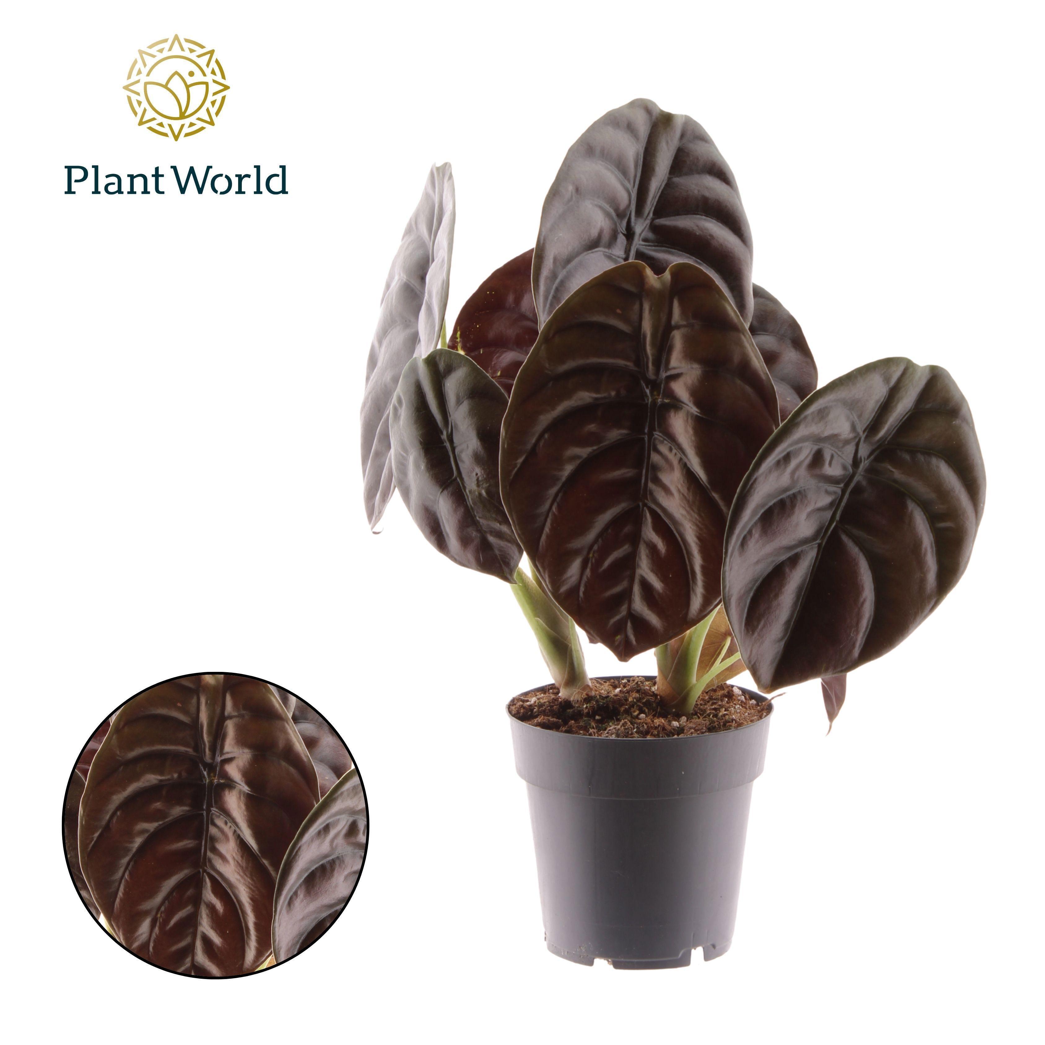 Горшечные цветы и растения оптом Alocasia Red Secret от 7шт (для телеги) из Голландии с доставкой по России