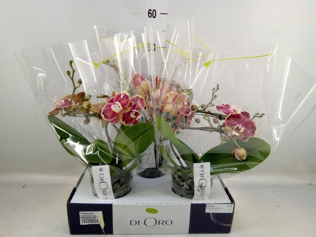 Горшечные цветы и растения оптом Phalaenopsis   ... от 3шт из Голландии с доставкой по России