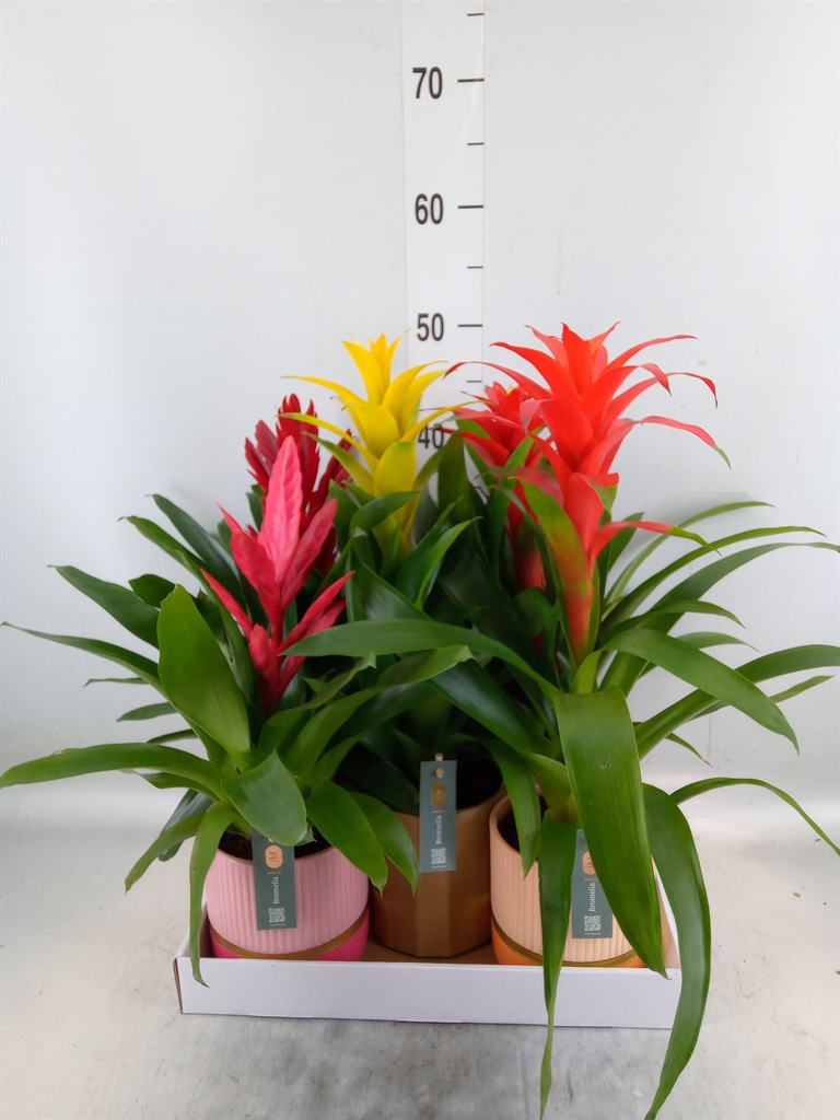 Горшечные цветы и растения оптом Bromelia   ...mix от 5шт из Голландии с доставкой по России