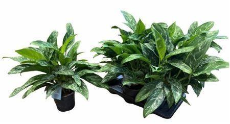 Горшечные цветы и растения оптом Aglaoneam Green Lady от 6шт из Голландии с доставкой по России