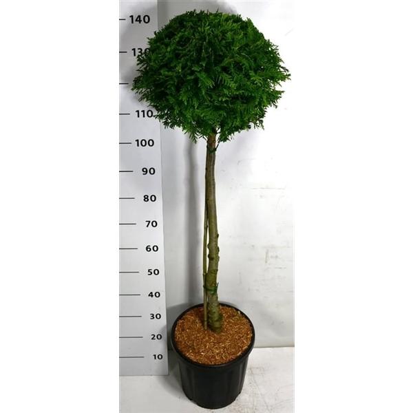 Горшечные цветы и растения оптом Thuja Occ Brabant On Stem от 1шт из Голландии с доставкой по России
