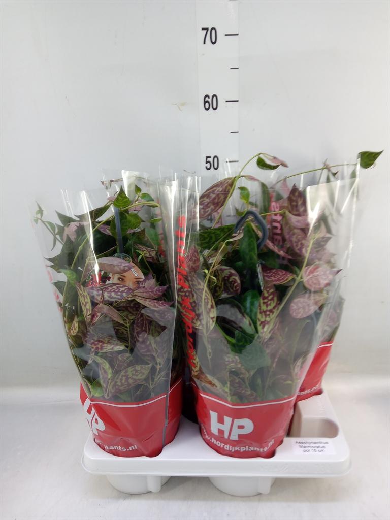 Горшечные цветы и растения оптом Aeschynanthus Marmoratus от 4шт из Голландии с доставкой по России