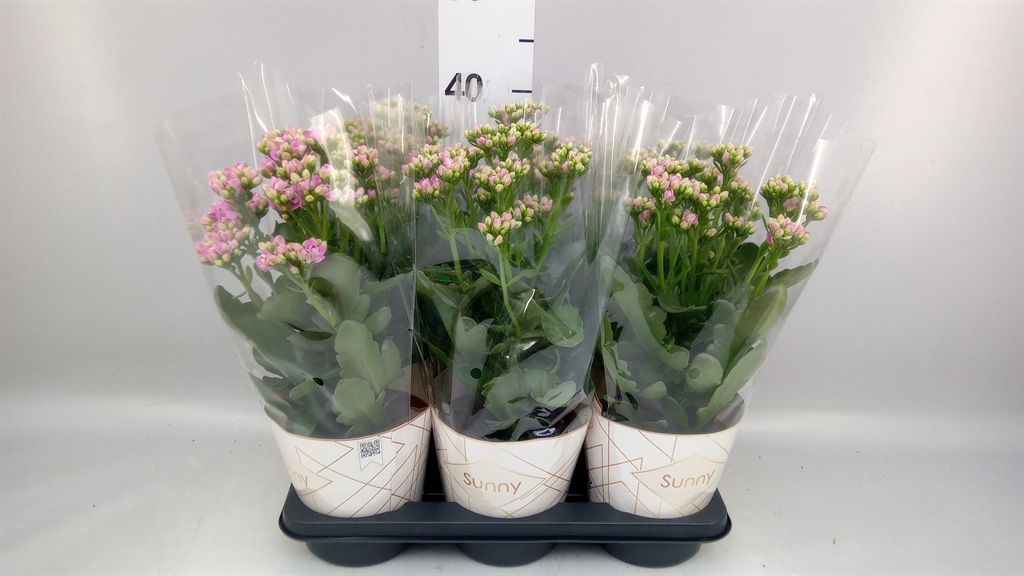 Горшечные цветы и растения оптом Kalanchoe roseflow Graceful Pink от 6шт из Голландии с доставкой по России
