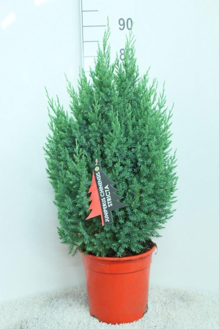 Горшечные цветы и растения оптом Juniperus Chinensis stricta от 1шт из Голландии с доставкой по России