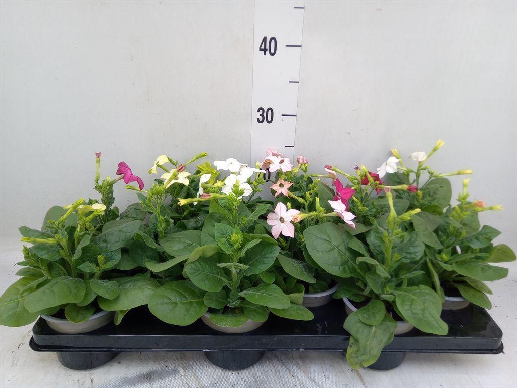Горшечные цветы и растения оптом Nicotiana   ...mix от 12шт из Голландии с доставкой по России