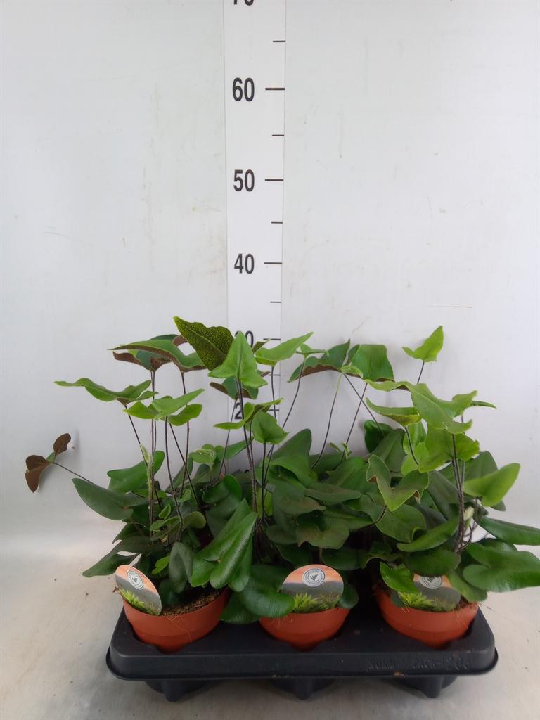 Горшечные цветы и растения оптом Hemionitis Arifolia от 6шт из Голландии с доставкой по России