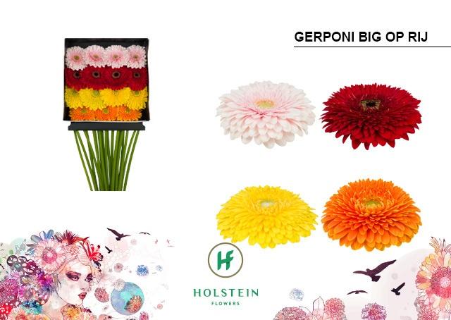 Срезанные цветы оптом Gerbera diamond gerponi big mix in row от 15шт из Голландии с доставкой по России