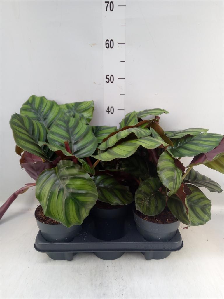 Горшечные цветы и растения оптом Calathea   ...mix от 5шт из Голландии с доставкой по России