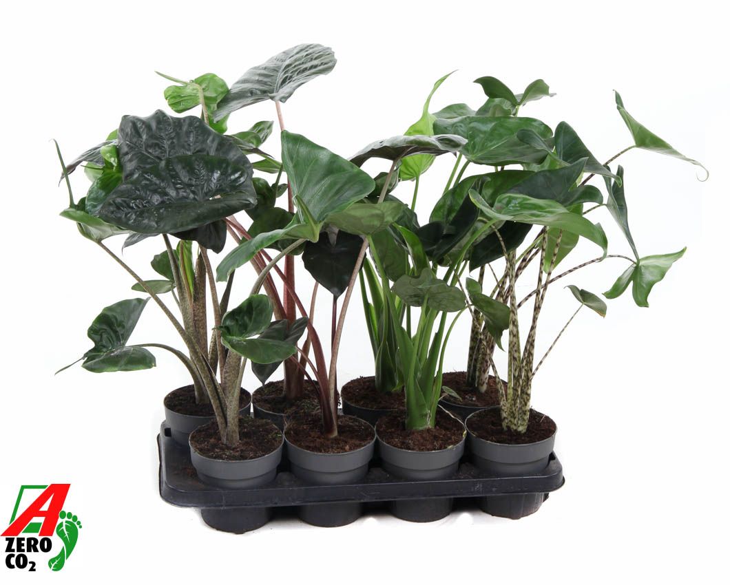 Горшечные цветы и растения оптом Alocasia Mix от 8шт (для телеги) из Голландии с доставкой по России