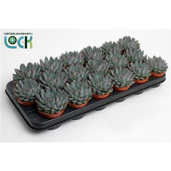Горшечные цветы и растения оптом Echeveria Pelisuda от 12шт (для телеги) из Голландии с доставкой по России