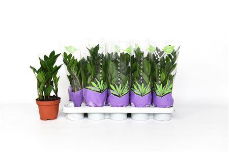 Горшечные цветы и растения оптом Zamio Zamiifolia 3+ * Spring Deal * от 10шт из Голландии с доставкой по России