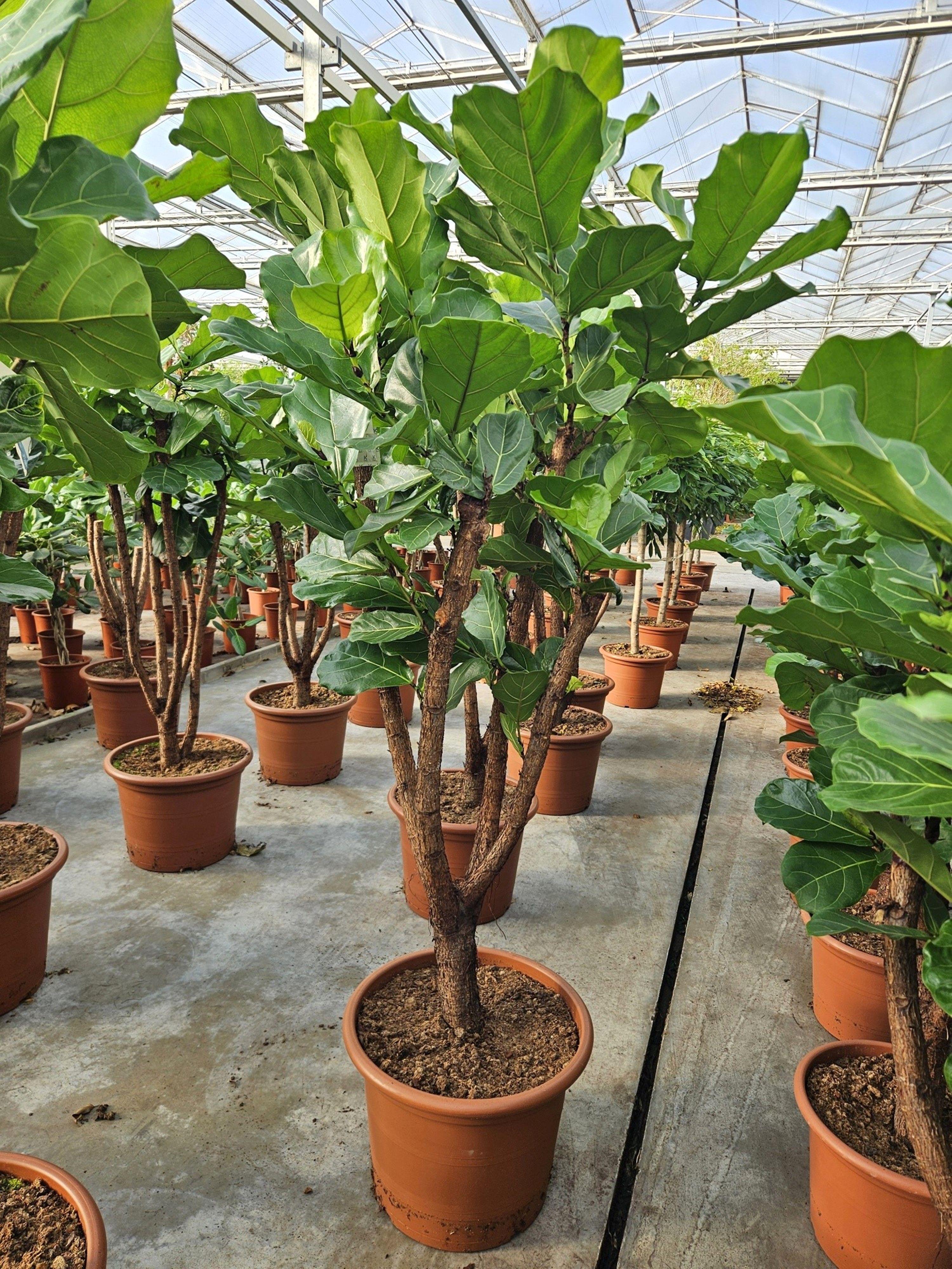Горшечные цветы и растения оптом Ficus Lyrata On Stem Branched от 1шт из Голландии с доставкой по России