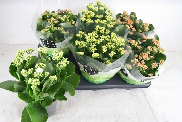 Горшечные цветы и растения оптом Kal Ge Gem 4 Kl от 6шт из Голландии с доставкой по России