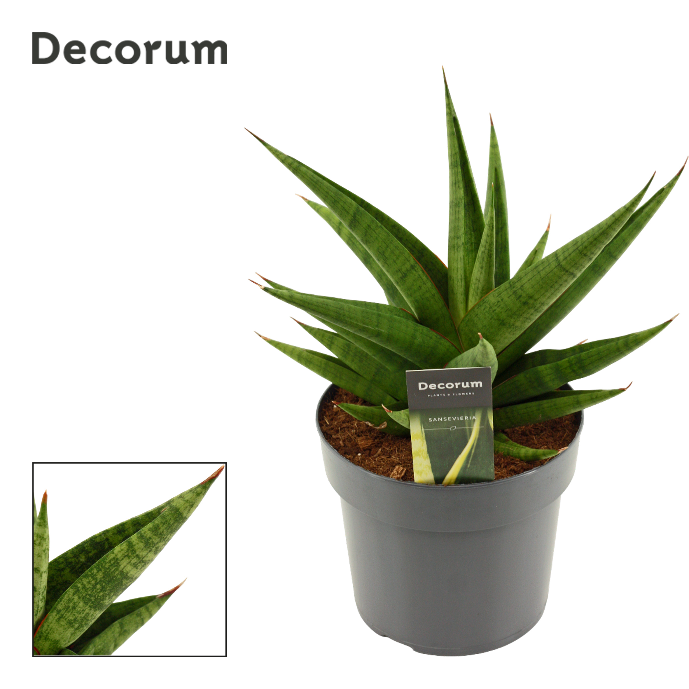 Горшечные цветы и растения оптом Sansevieria Snow Lotus Crown 17 Cm (decorum) от 4шт из Голландии с доставкой по России