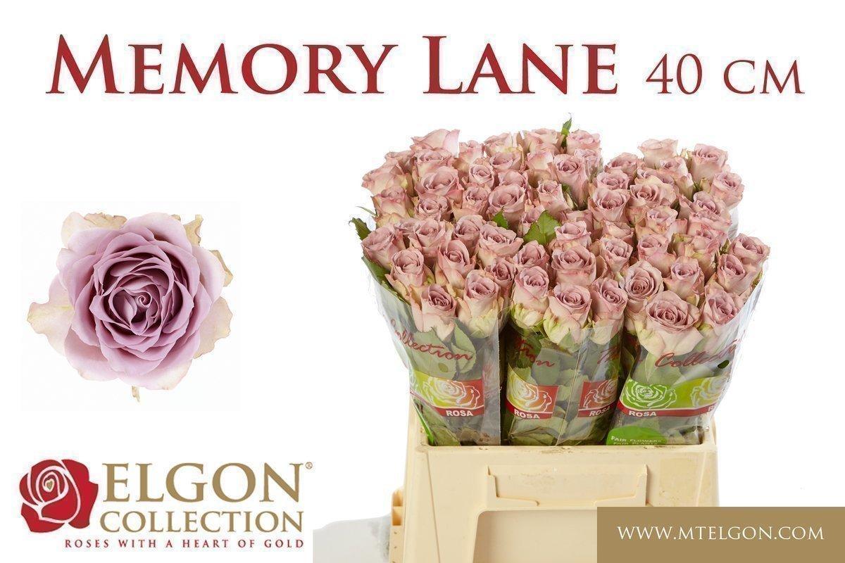 Срезанные цветы оптом Rosa large memory lane от 540шт из Голландии с доставкой по России