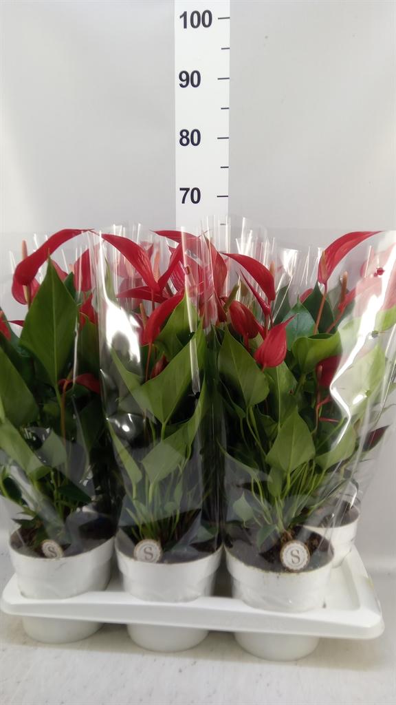 Горшечные цветы и растения оптом Anthurium banderola Roja от 6шт из Голландии с доставкой по России