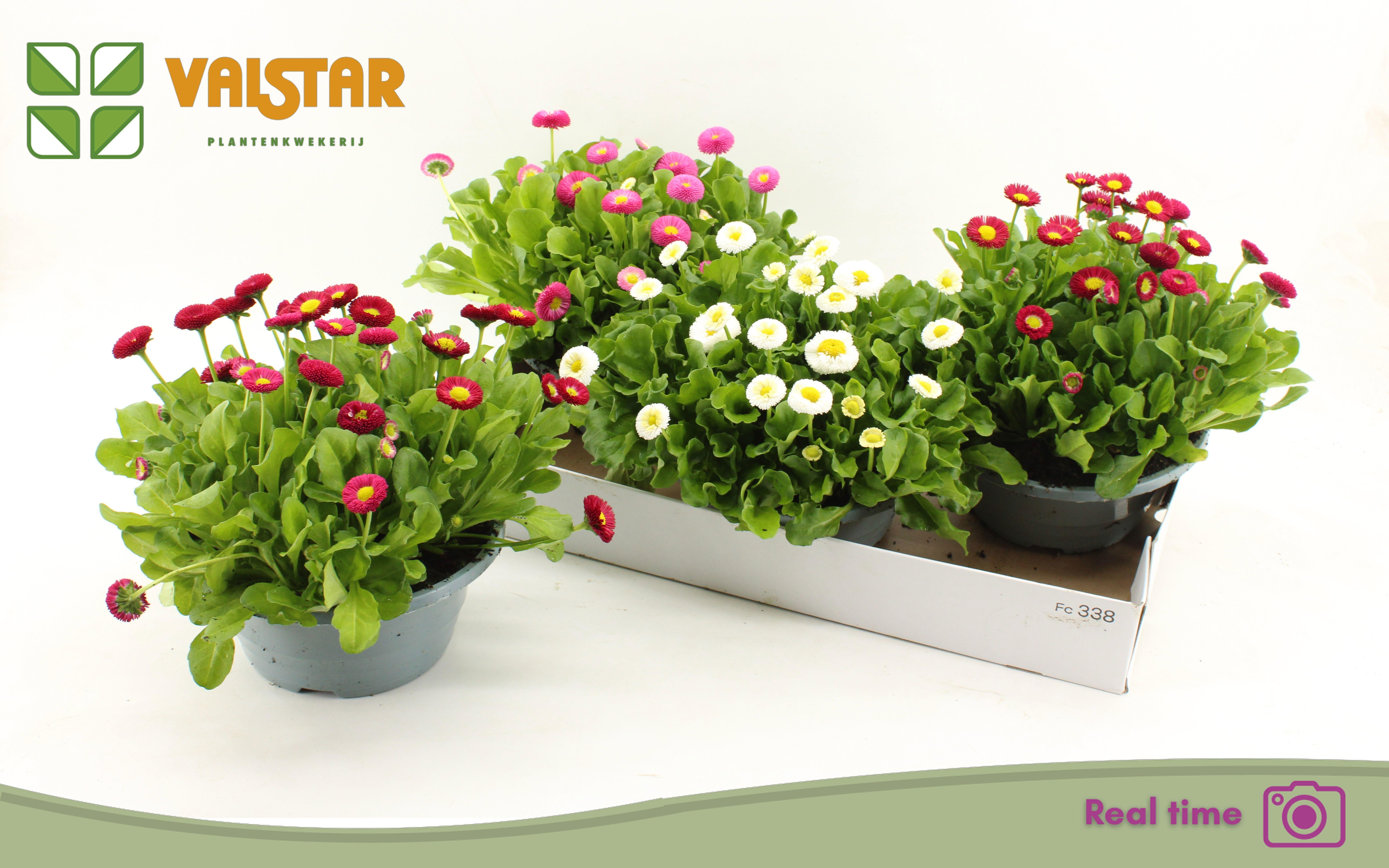 Горшечные цветы и растения оптом Bellis P Kl Bel Gem от 3шт из Голландии с доставкой по России