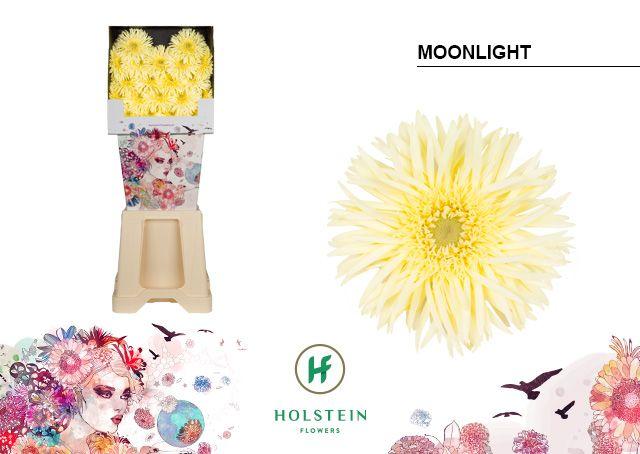 Срезанные цветы оптом Germini diamond gerspider moonlight от 80шт из Голландии с доставкой по России