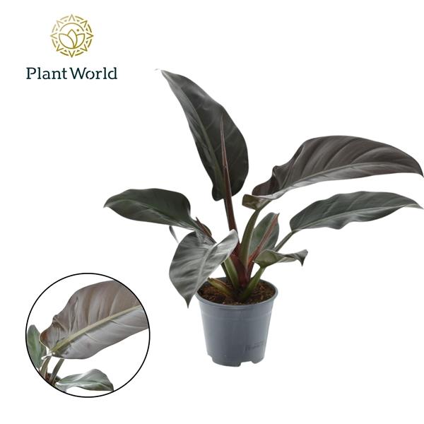 Горшечные цветы и растения оптом Philodendron Imperial Red от 7шт из Голландии с доставкой по России