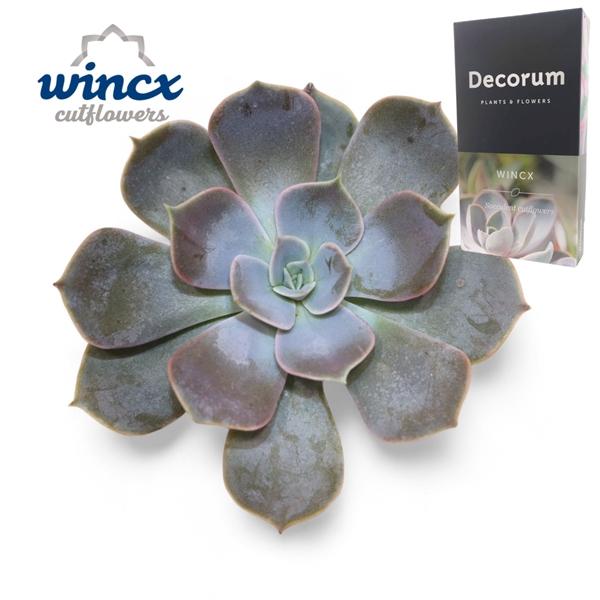 Горшечные цветы и растения оптом Echeveria Lilacina Cutflower от 10шт из Голландии с доставкой по России